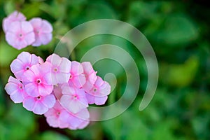 Horizontal background with pink flowers, copy space