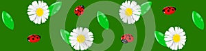 Horizontal banner with chamomiles and ladybugs