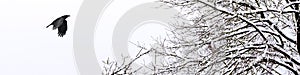 Horizontal banner of a cold and snowy winter