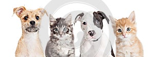 Horizontal banner of cute puppies and kittens