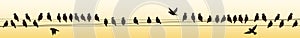 Horizontal Banner with a Flock of Birds on Wires