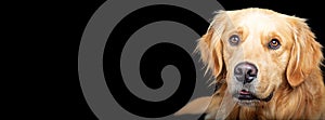 Horizontal Banner Golden Retriever Dog on Black