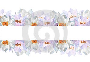 Horizontal banner with lilac waterlilies Watercolor floral for decoration design of certificates,websites Women day 2024