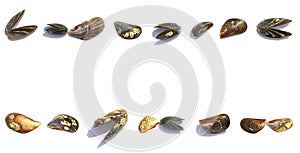 Horizontal banner made of sea mussel shells, isolated on white background with copy space
