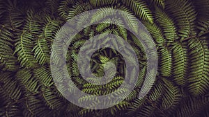 Horizontal banner shot of green fern leaves spreading out creating swirly natural pattern background