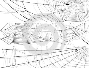 Horizontal banner of web of spider.