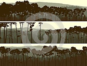 Horizontal banners of coniferous pinewood. photo