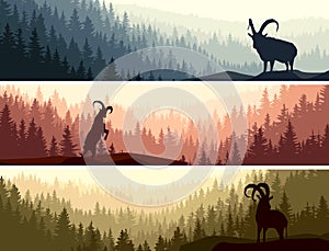 Horizontal banners with goats in coniferous forest.