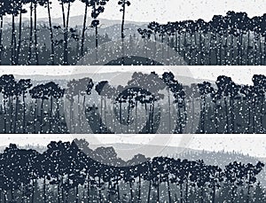 Horizontal banners of winter coniferous pinewood. photo