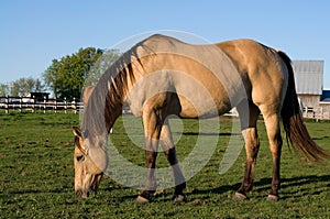 Beautiful Purebread Horse Eating Grass in the Field photo