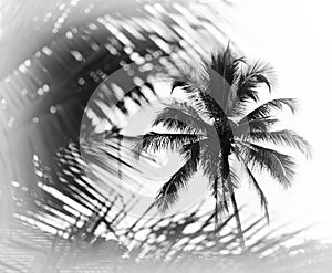 Horizontal black and white indian palm tree memories vignette bo