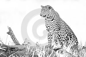 A horizontal, black and white photo of a resting leopard, Panthera pardus, in the Okavango Delta, Botswana.