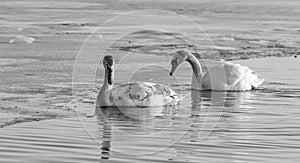 Horizontal black and white photograph of a pair of swans in the water