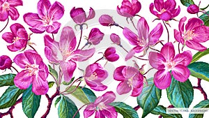 Horizontal botanical background with pink apple blossoms.