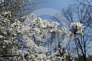 Horizontal branch of Prunus cerasifera in bloom