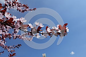 Horizontal branch of Prunus pissardii with pink flowers against the sky