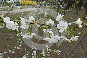 Horizontal branch of sweet cherry with flowers pendent on peduncles