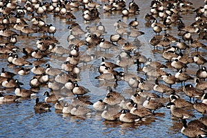 Horizontal Canada Geese resting in a shallow pool