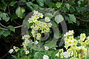 Horizontal close up of cowslip or primrose, Primula veris