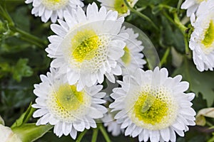 Close up of three beautiful yellow and white chrysanthemum flowers in full bloom. Also called mums or chrysanths.