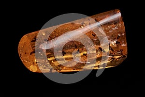 An horizontal close up of polished piece of amber, fossil resin with several insects isolated on black background