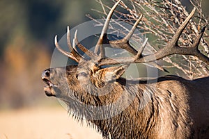 Horizontal close-up of rutting bull elk photo
