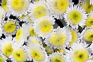 Close-up shot of several yellow and white chrysanthemum flowers in full bloom. Also called mums or chrysanths