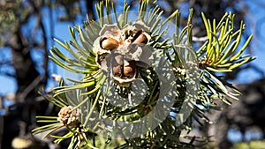 Pinyon nuts bursting out from a cracked cone, the delicious harvest of the pinyon pine tree