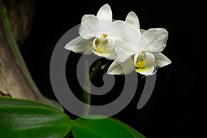 Horizontal close up of white Phalaenopsis orchid with black background