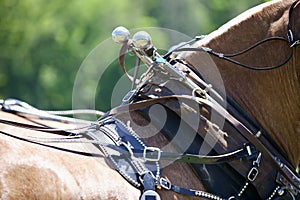 Close-Up of a Horse Collar photo
