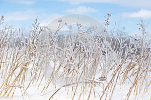 Horizontal closeup of dried grasses encased in ice after ice storm