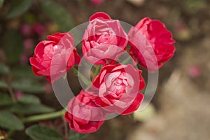 Closeup of five Oso Easy Double Red rose blossoms in full bloom. photo