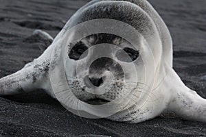Horizontal closeup shot of a cute baby seal laying on the black beach in Iceland