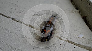 Horizontal closeup shot of a hairy caterpillar on a cement floor