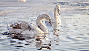 Horizontal color photograph of a pair of swans in the water, with the frozen edges of the pond in the distance.