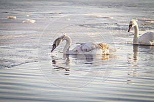 Horizontal color photograph of a pair of swans in the water