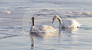 Horizontal color photograph of a pair of swans in the water