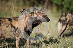 A horizontal, colour image of a pack of African wild dogs, Lycaon pictus, or painted wolves, on the hunt in the Okavango Delta, B