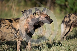 A horizontal, colour image of a pack of African wild dogs, Lycaon pictus, or painted wolves, on the hunt in the Okavango Delta, B photo