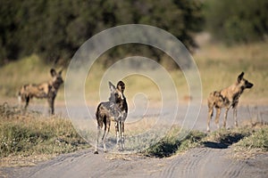 A horizontal, colour image of three African wild dogs, Lycaon pi