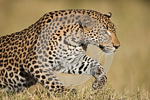 A horizontal, colour photograph of a stunning male leopard, Pant