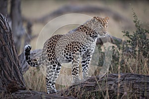 A horizontal, colour photograph of a stunning young leopard, Pan