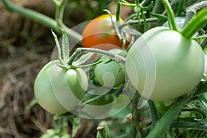Horizontal composition with a tomato bush and ripening tomatoes, close-up. Green and red young tomatoes on branches for
