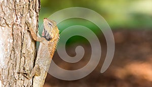 Horizontal Cropped Colored Chameleon Agamids Changeable Lizard C
