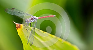 horizontal cropped Colored close up of a dragon fly while resting on a leaf with very smooth green background