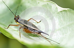 horizontal cropped Colored close up head focus of a cricket while resting on a leaf in a garden