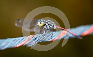 Horizontal cropped Colored close up head focus of a dragon fly w