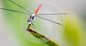 Horizontal cropped Colored close up head focus photo of a dragon