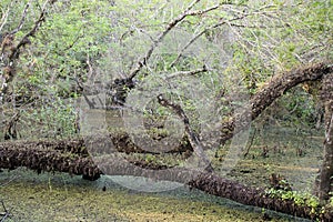 Horizontal Cypress Trees On Swamp At Slough Preserve