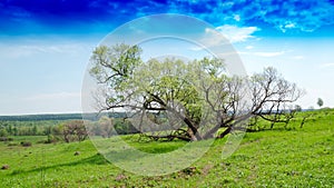 Horizontal dramatic tree on hill landscape background